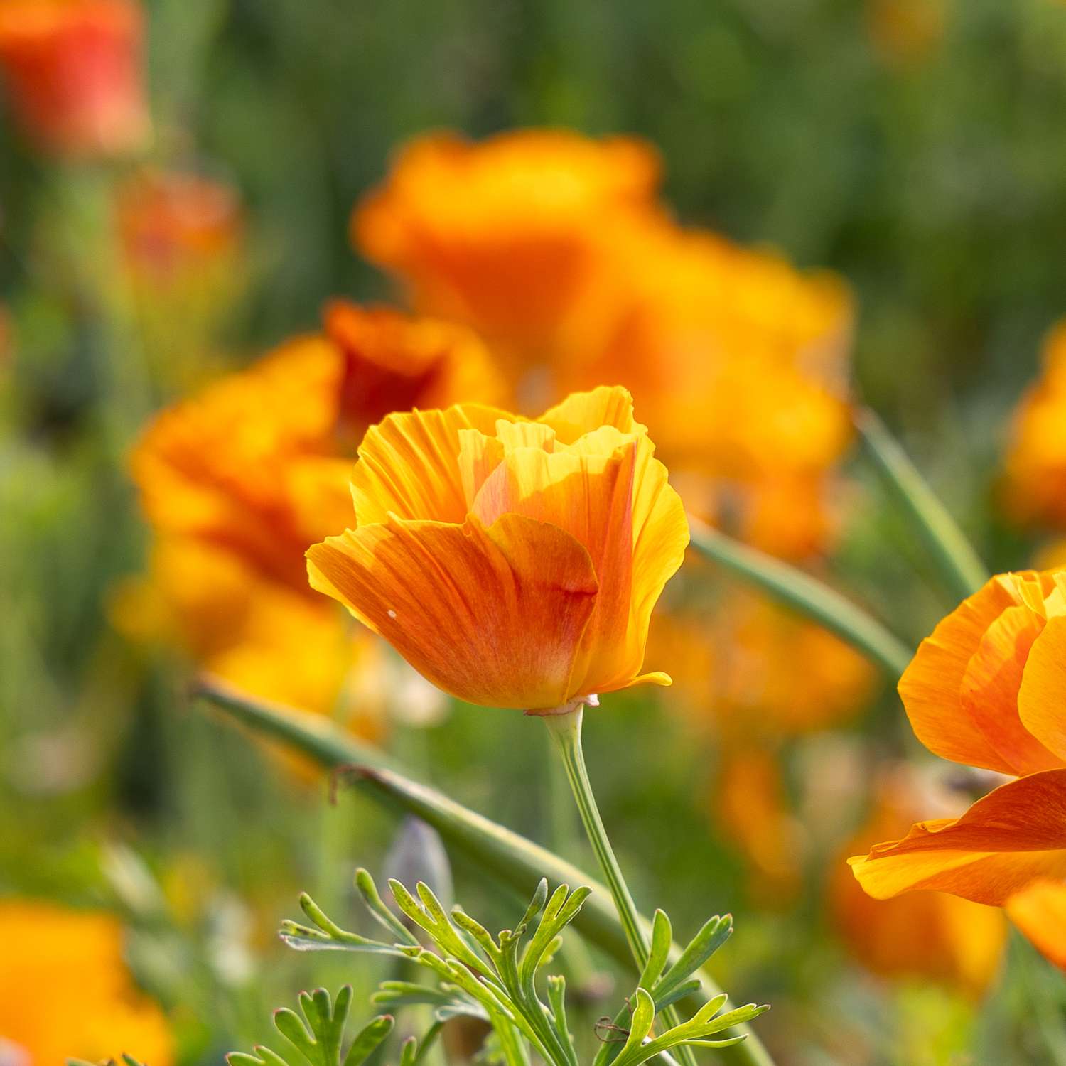 Pavot de Californie 'Lady Marmalade' (graines)